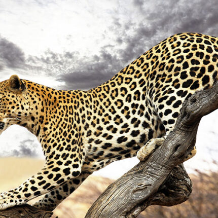 4 Days Maasai Mara Lodge Safari