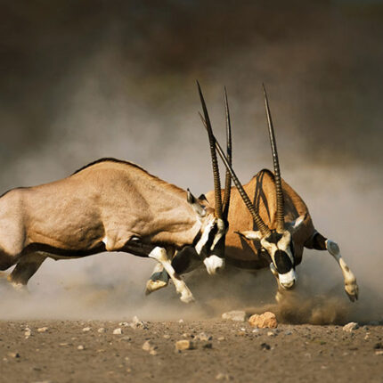 4 Days Maasai Mara/Lake Nakuru Lodge Safari