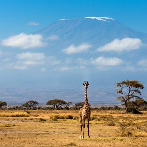 Amboseli-National-Park-Tena-Adventure-Connections-1024x720
