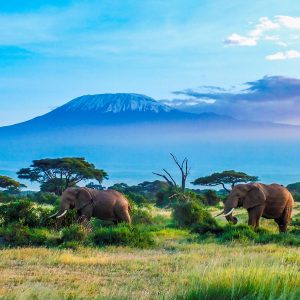 Amboseli_Elephants - Tena Connections