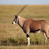 Antelope-in-Maasai-Mara-1.jpg