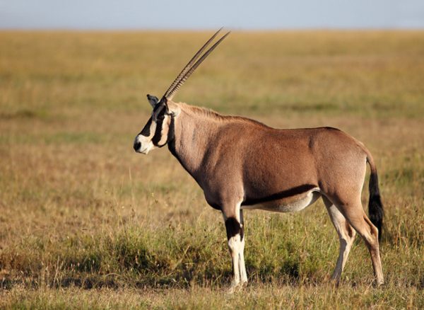 Antelope-in-Maasai-Mara-1.jpg