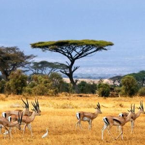 Antelops in Kenya - Tena Connections