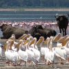 Buffalos-in-Lake-Nakuru-National-Park-Tena-Coonections-1-1.jpg