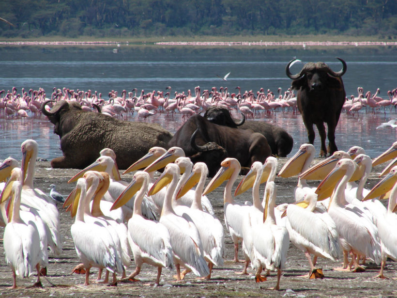 Buffalos-in-Lake-Nakuru-National-Park-Tena-Coonections-1-1.jpg