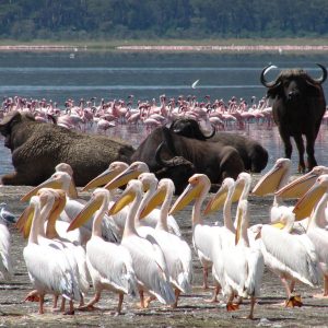 Buffalos-in-Lake-Nakuru-National-Park-Tena-Coonections-1024x768