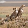 Cheetah-Family-in-Serengeti-National-Park-Tena-Coonections-1-1.jpg
