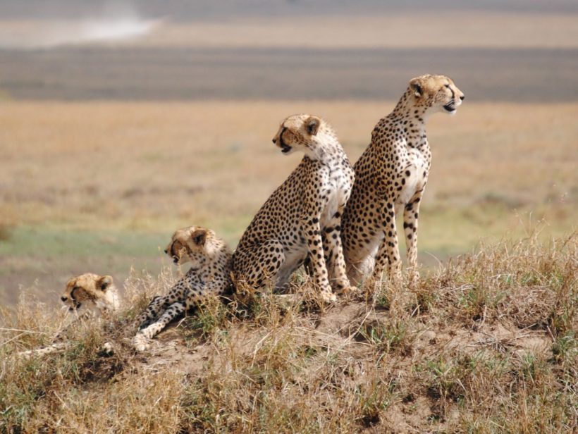 Cheetah-Family-in-Serengeti-National-Park-Tena-Coonections-1-1.jpg