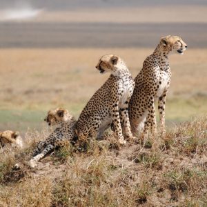 Cheetah-Family-in-Serengeti-National-Park-Tena-Coonections-1.jpg