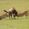 Cheetahs-Hunting-in-Samburu-Game-Reserve-Tena-Connections-1.jpg