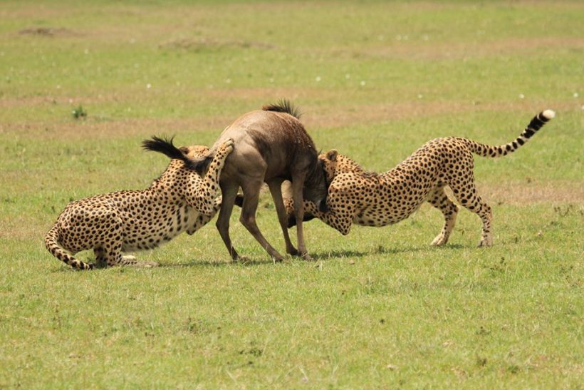 Cheetahs-Hunting-in-Samburu-Game-Reserve-Tena-Connections-1.jpg