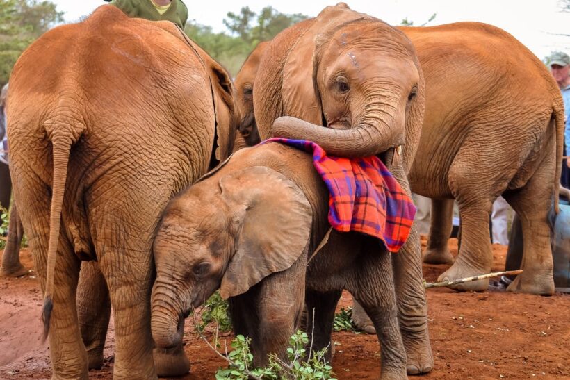 Daphne-Sheldrick-2-Tena-Connections-1.jpg