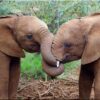 Daphne-Sheldrick-3-Tena-Connections-1.jpg