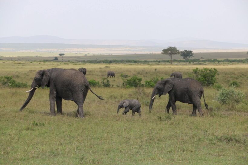 Elephant-Family-in-Maasai-Mara-Tena-Connections-1.jpg Elephant-Family-in-Maasai-Mara-Tena-Connections-1.jpg