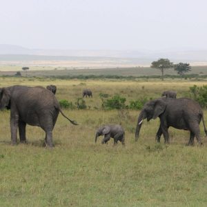 Elephant-Family-in-Maasai-Mara-Tena-Connections-2.jpg