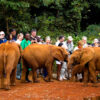Elephant-Orphanage-Nairobi-1.jpg