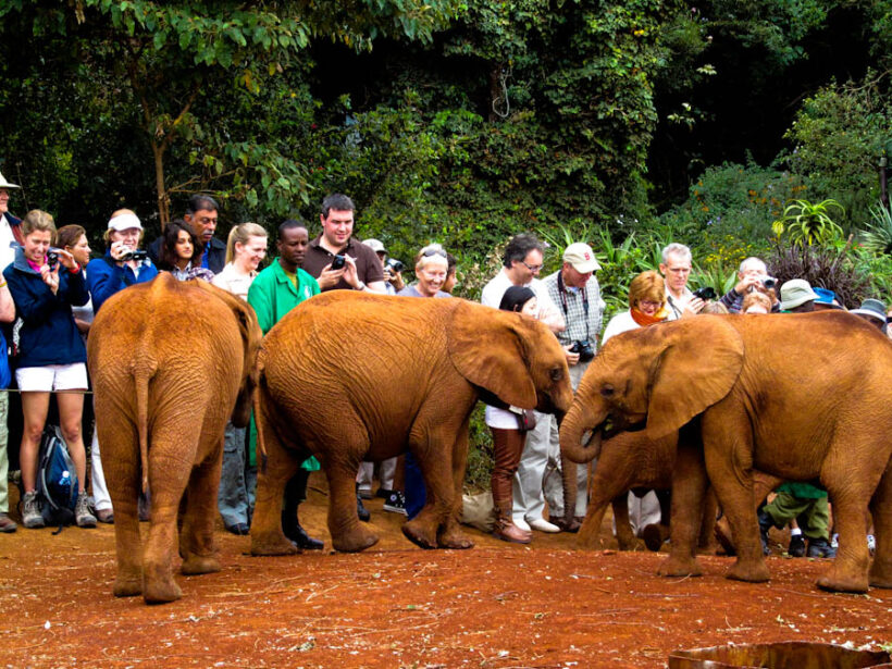Elephant-Orphanage-Nairobi-1.jpg