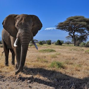 Elephant-in-Amboseli-National-Park-Tena-Connections-1.jpg