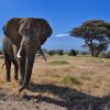 Elephant-in-Amboseli-National-Park-Tena-Connections.jpg