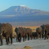 Elephants-against-backdrop-of-Mount-Kilimanjaro-Tena-Connections-1.jpg