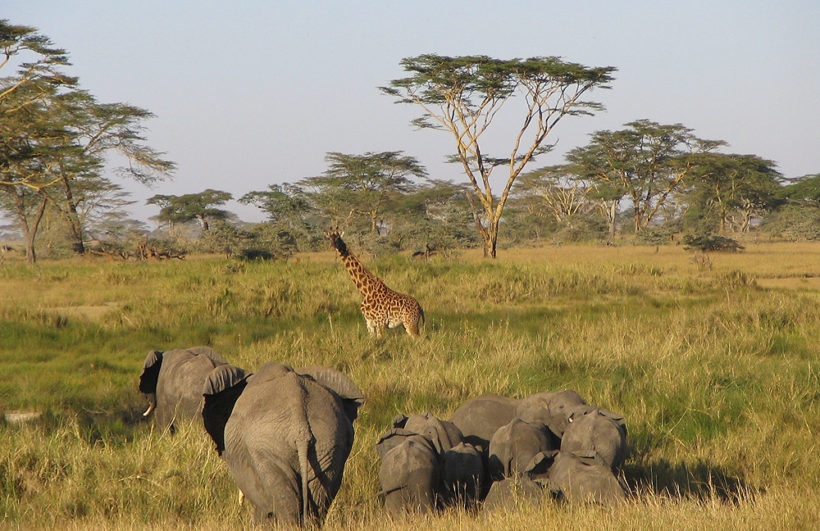 Elephants-in-Serengeti-Tena-Connections-1-1.jpg