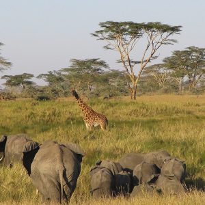 Elephants-in-Serengeti-Tena-Connections-1.jpg