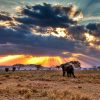 Elephats-at-Sunset-in-Serengeti-Tena-Connections-1.jpg
