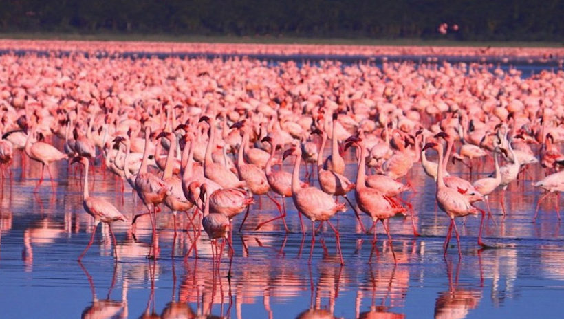 Flamingos-in-Lake-Nakuru-Tena-Connections-1-1.jpg