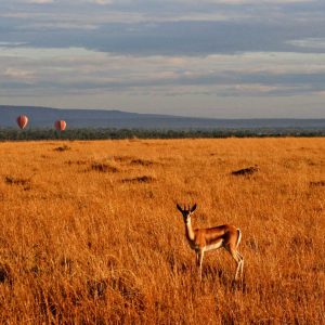 Gazelles-in-Maasai-Mara-Tena-Connections-1-1.jpg