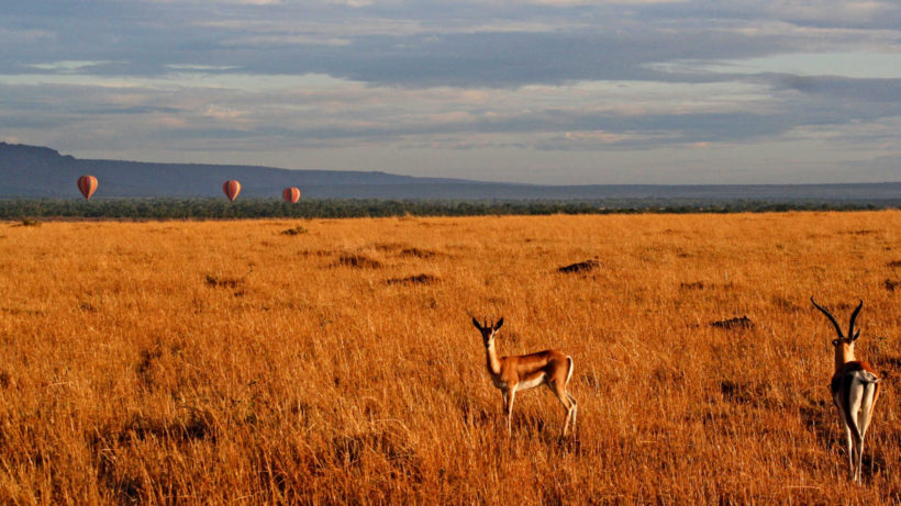 Gazelles-in-Maasai-Mara-Tena-Connections-1.jpg