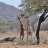 Gerenuks-Eating-at-Samburu-Game-Reserve-Tena-Connectins-1.jpg