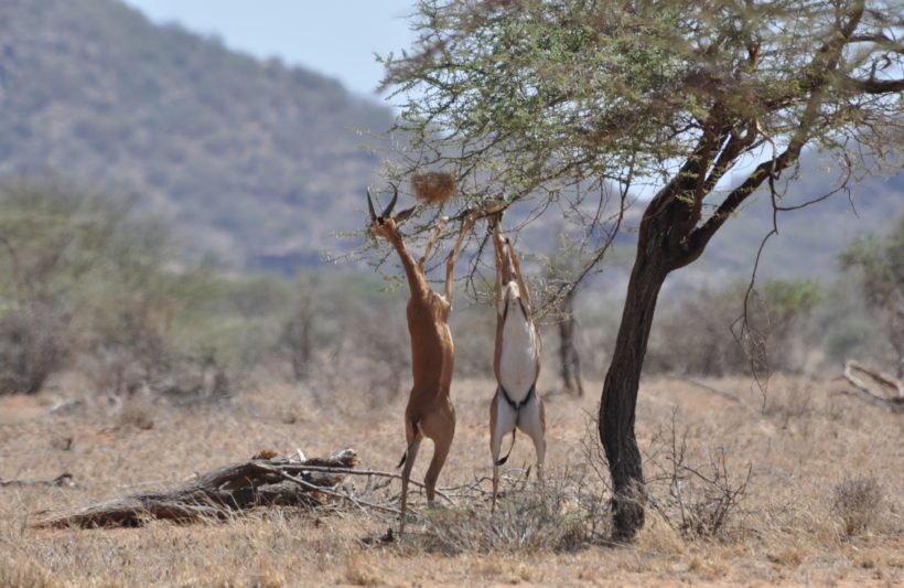 Gerenuks-Eating-at-Samburu-Game-Reserve-Tena-Connectins.jpg