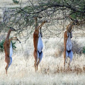 Gerenuks-at-Samburu-Game-Reserve-Tena-Connections-1.jpg
