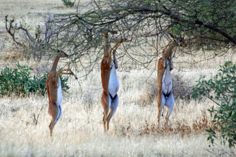 Gerenuks-at-Samburu-Game-Reserve-Tena-Connections.jpg