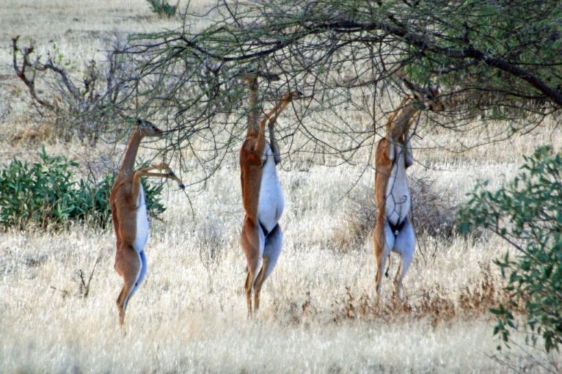 Gerenuks-at-Samburu-Game-Reserve-Tena-Connections.jpg Gerenuks-at-Samburu-Game-Reserve-Tena-Connections.jpg