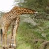 Giraffe-at-Nairobi-National-Park-Tena-Connections-1-1.jpg