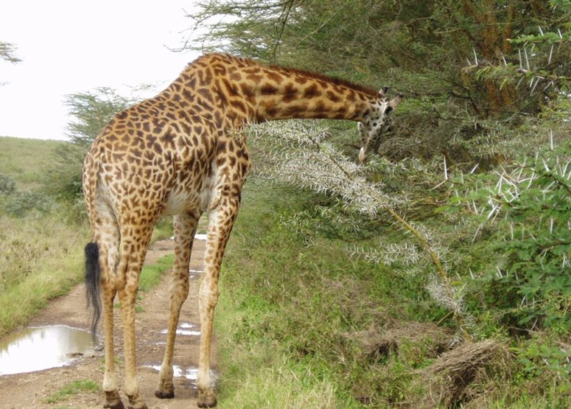 Giraffe-at-Nairobi-National-Park-Tena-Connections-1-1.jpg