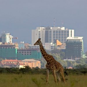 Giraffe in Nairobi - Tena Connection