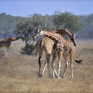 Giraffes-in-Kenya - Tena Connections