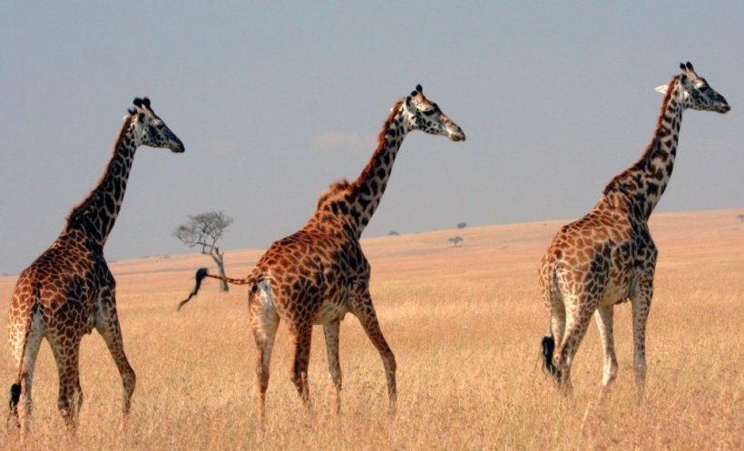Giraffes-in-Maasai-Mara-Tena-Connections-1.jpg