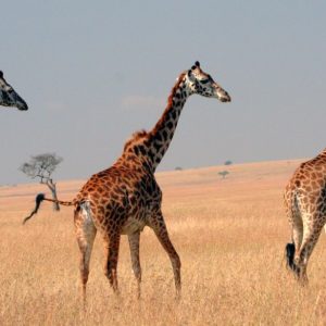 Giraffes-in-Maasai-Mara-Tena-Connections