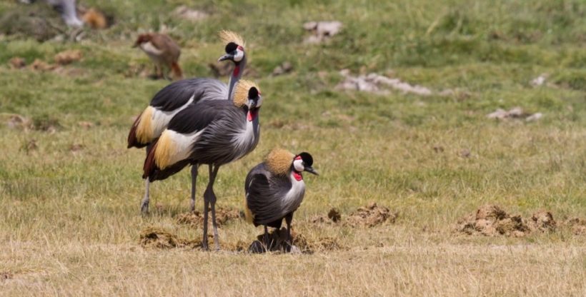 Grey-Crowned-Cranes-in-Amboseli-Tena-Connectiond.jpg