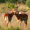 Impala-in-Amboseli-Tena-Coonections.jpg
