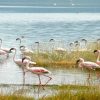 Lake-Bogoria-Flamingos-Tena-Connections.jpg