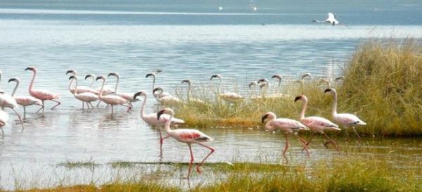 Lake-Bogoria-Flamingos-Tena-Connections.jpg