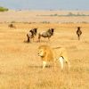 Lion-With-Wildebeest-in-Serengeti-Tena-Connections-1.jpg
