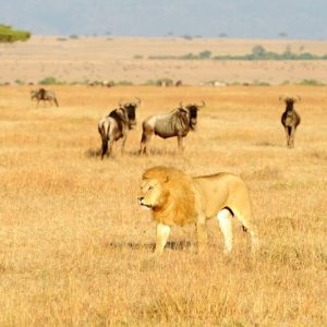 Lion-With-Wildebeest-in-Serengeti-Tena-Connections-1.jpg