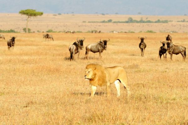 Lion-With-Wildebeest-in-Serengeti-Tena-Connections-2-1.jpg