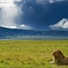 Lion-in-Ngorongoro-Tena-Connections-1-1.jpg