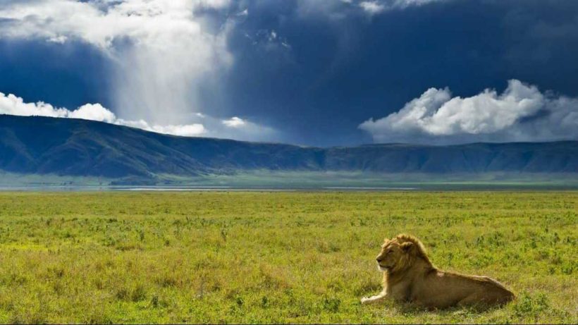Lion-in-Ngorongoro-Tena-Connections-1-1.jpg